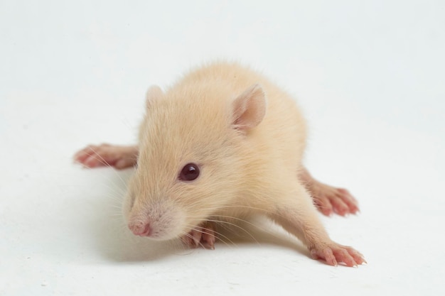 Rat albinos mignon isolé sur fond blanc