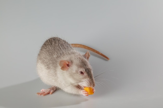 Photo un rat aux cheveux gris mange du fromage un rongeur isolé sur un fond gris portrait d'animal à couper et à écrire