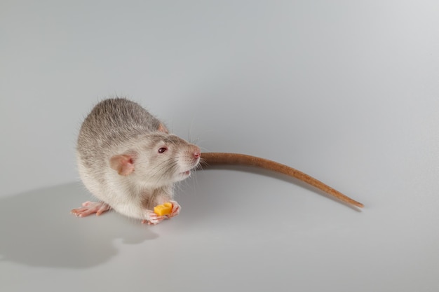 Un rat aux cheveux gris mange du fromage Un rongeur isolé sur un fond gris Portrait d'animal à couper et à écrire