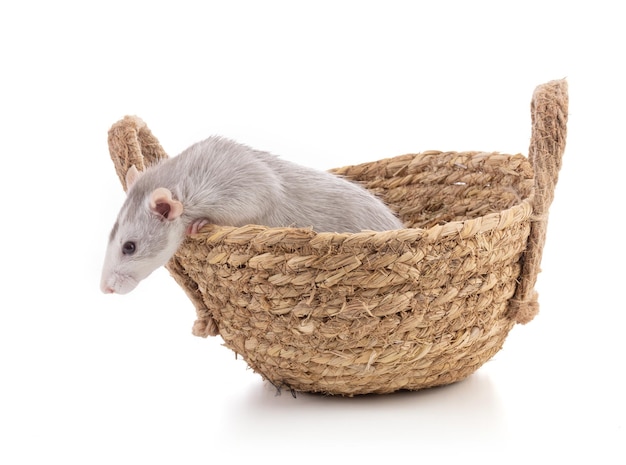 Rat bicolore mignon dans un panier sur fond blanc