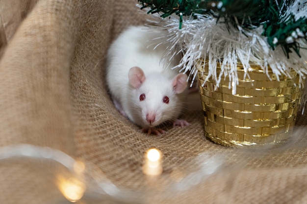 Rat blanc est assis à côté d'un arbre de Noël