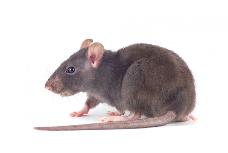 Photo rat sur blanc isolé