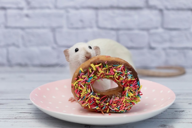 Le rat blanc renifle et mange un beignet sucré et coloré. Pas au régime. Date d'anniversaire.