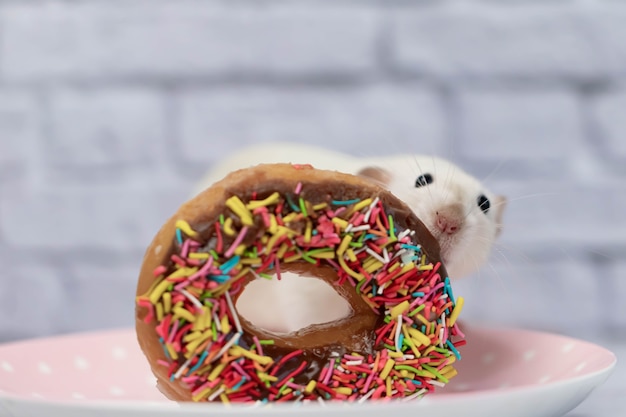 Le rat blanc renifle et mange un beignet sucré et coloré. Pas au régime. Date d'anniversaire.