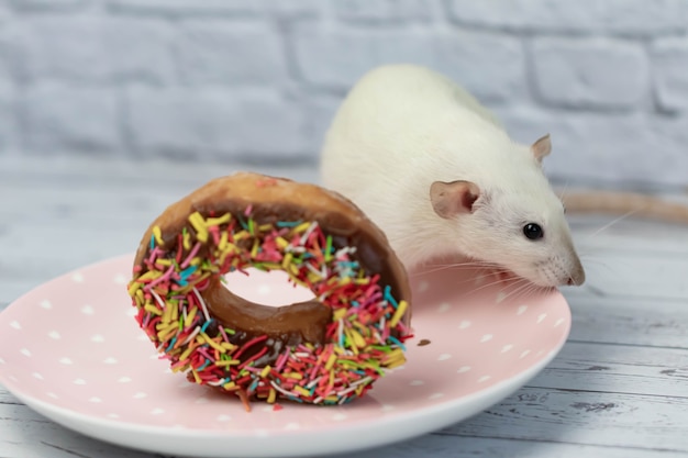 Le rat blanc renifle et mange un beignet sucré et coloré. Pas au régime. Date d'anniversaire.
