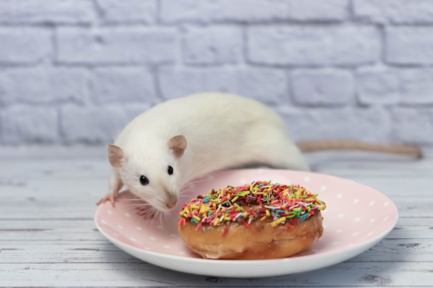 Le rat blanc renifle et mange un beignet sucré et coloré. Pas au régime. Date d'anniversaire.