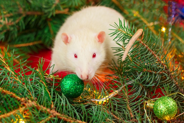 Rat blanc et sapin de Noël