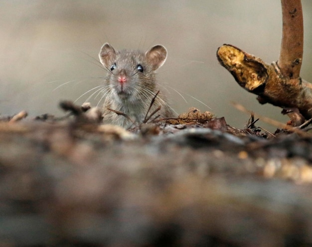 Rat brun se nourrissant et se nourrissant dans les bois