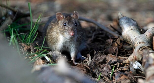 Rat brun se nourrissant et se nourrissant dans les bois