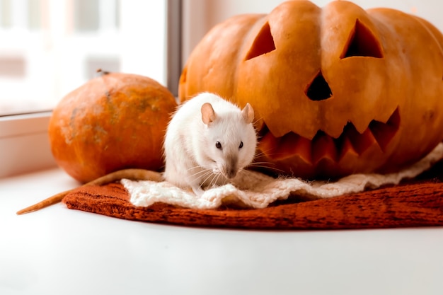 Rat et citrouille d'Halloween Rat et citrouille pour Halloween Rat décoratif Couleurs d'automne