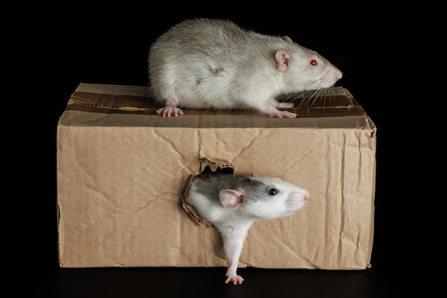 Photo un rat coloré sort d'un trou une souris grise est assise sur une boîte en carton des ravageurs isolés sur un fond noir pour les lettres