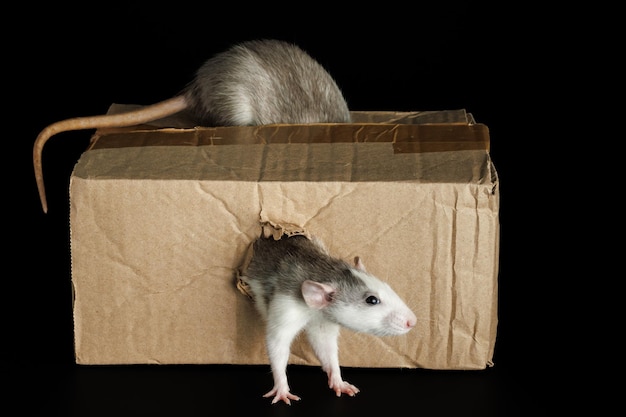 Photo un rat coloré sort d'un trou une souris grise est assise sur une boîte en carton des ravageurs isolés sur un fond noir pour les lettres