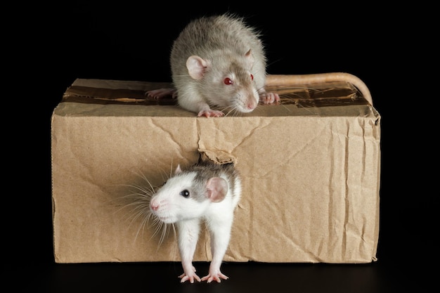 Photo un rat coloré sort d'un trou une souris grise est assise sur une boîte en carton des ravageurs isolés sur un fond noir pour les lettres