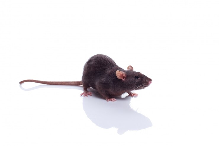 Photo rat de compagnie domestique noir dumbo isolé sur blanc