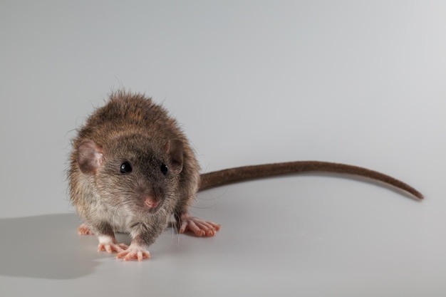 Photo rat de couleur agoutique rongeur isolé sur un fond gris portrait d'animal à couper