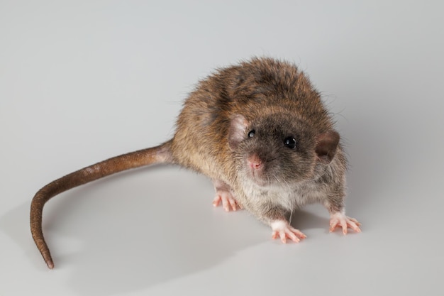 Photo rat de couleur agoutique rongeur isolé sur un fond gris portrait d'animal à couper