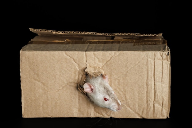 Photo un rat de couleur sort d'un trou dans une boîte en carton la souris ronge le trou le ravageur isolé sur un fond noir pour les lettres