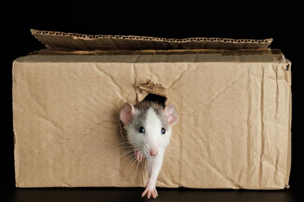 Photo un rat de couleur sort d'un trou dans une boîte en carton la souris ronge le trou le ravageur isolé sur un fond noir pour les lettres