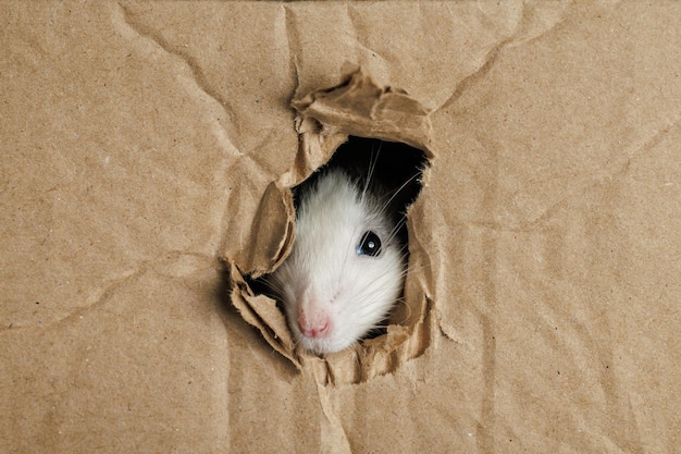 Photo un rat de couleur sort d'un trou dans une boîte en carton la souris ronge le trou le ravageur isolé sur un fond noir pour les lettres