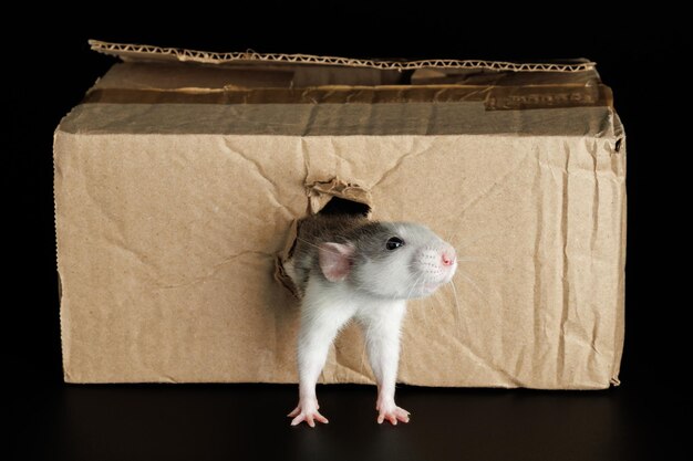 Photo un rat de couleur sort d'un trou dans une boîte en carton la souris ronge le trou le ravageur isolé sur un fond noir pour les lettres