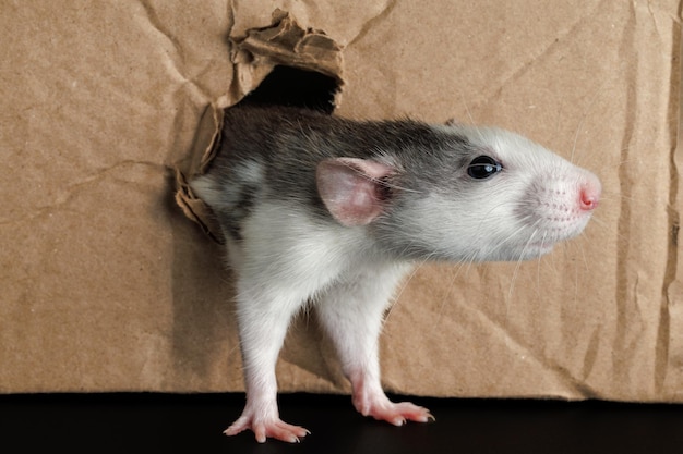 Photo un rat de couleur sort d'un trou dans une boîte en carton la souris ronge le trou le ravageur isolé sur un fond noir pour les lettres