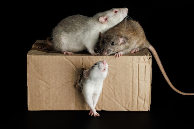 Photo un rat de couleur sort d'un trou des souris grises et brunes s'assoient sur une boîte en carton des ravageurs isolés sur un fond noir pour les lettres