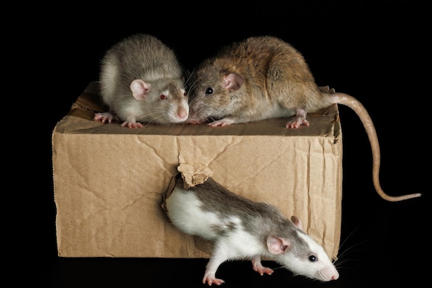 Photo un rat de couleur sort d'un trou des souris grises et brunes s'assoient sur une boîte en carton des ravageurs isolés sur un fond noir pour les lettres