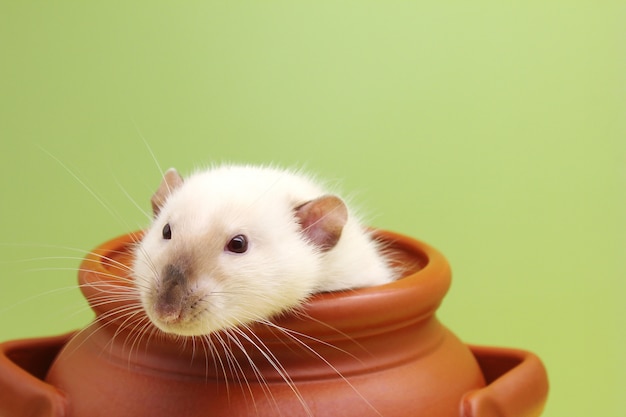 Rat dans un pot en argile