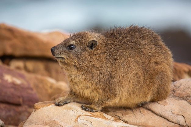 Rat Dassie Daman sur le Rock Table Mountain Cape Town Afrique du Sud