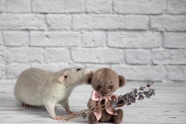 Un rat décoratif gris mignon et drôle mord un ours en peluche par l'oreille. Portrait en gros plan de rongeur.