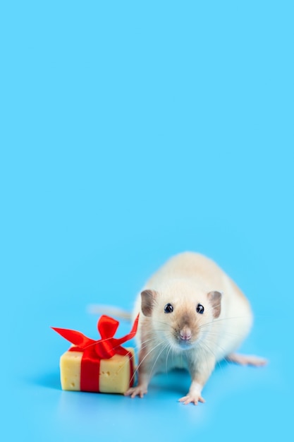 Rat décoratif mignon avec un cadeau de fromage et un arc rouge sur un bleu