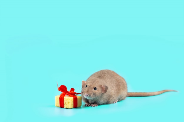 Rat décoratif mignon avec un cadeau de fromage et un arc rouge