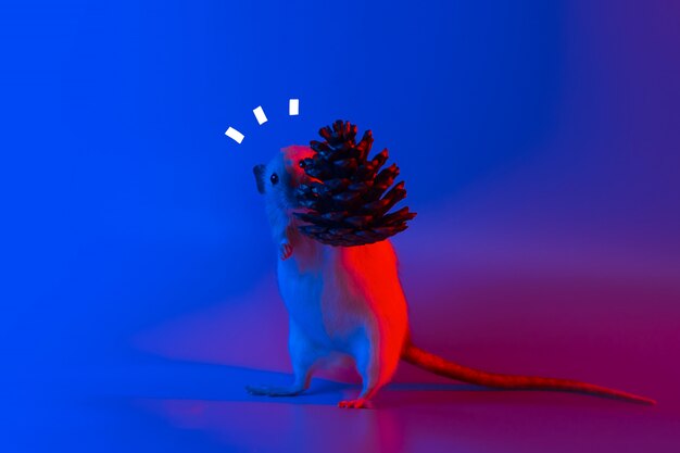 Rat décoratif symbole de l'année et le cône de l'arbre de Noël en néon bleu