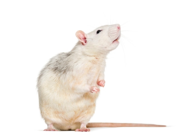 Rat domestique contre fond blanc