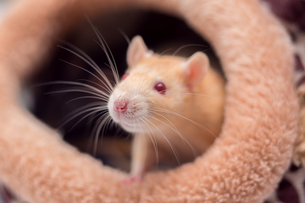 Le rat domestique décoratif rouge aux yeux rouges et aux grosses moustaches