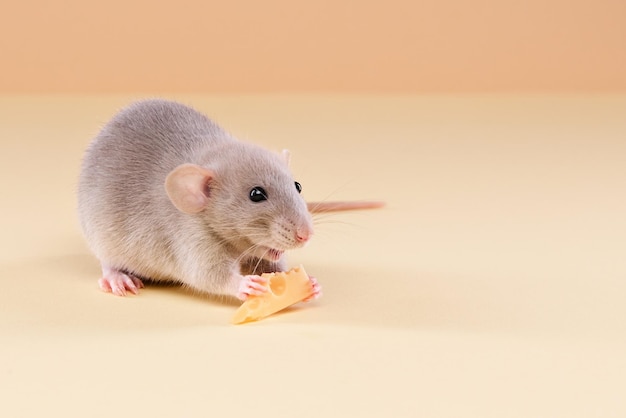 Rat domestique avec du fromage sur fond beige