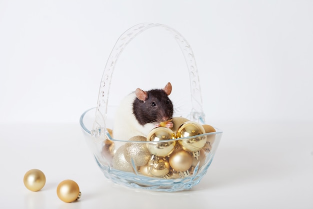 Rat domestique mignon sur des boules de Noël dorées