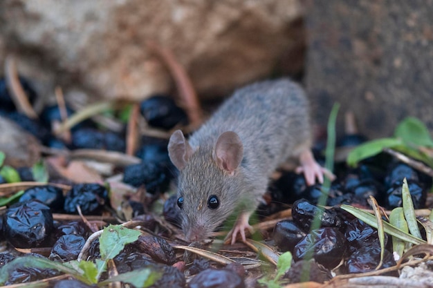 Rat domestique Rattus rattus Malaga Espagne