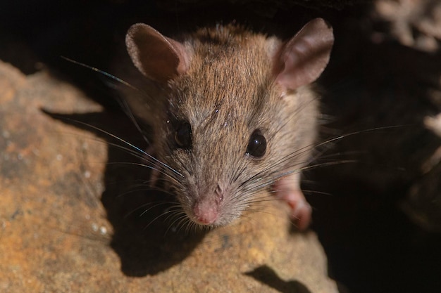 Rat domestique Rattus rattus Malaga Espagne