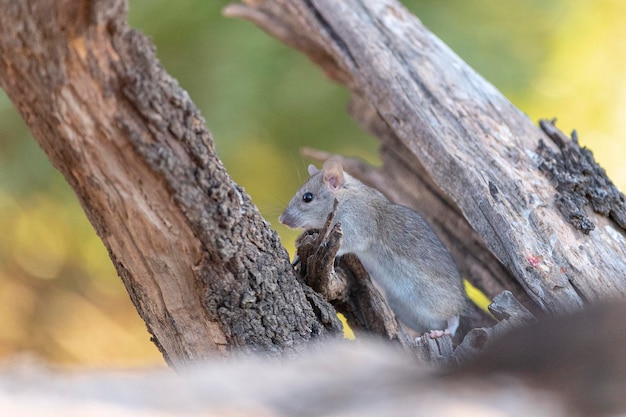 Rat domestique (Rattus rattus) Malaga, Espagne