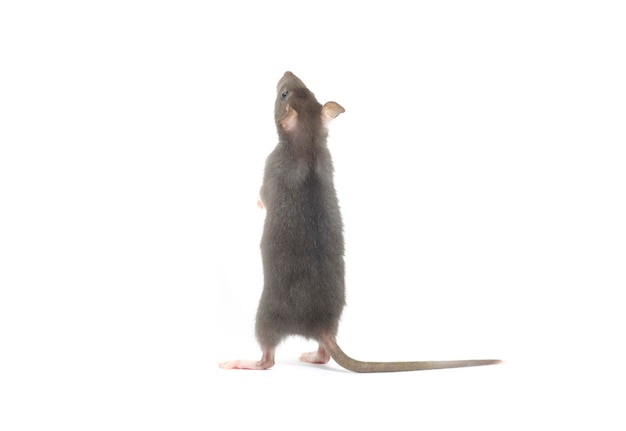 Rat drôle isolé sur fond blanc