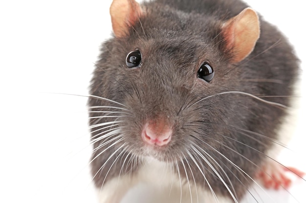 Rat drôle mignon sur fond blanc gros plan