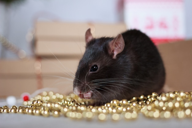 Rat du nouvel an chinois avec des décorations de fête