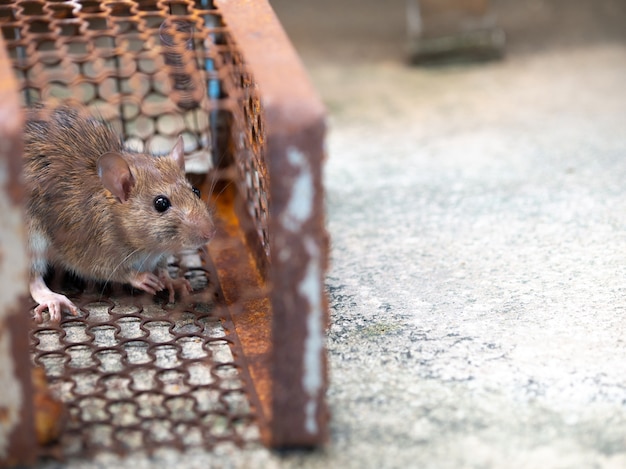 Le rat est piégé dans une cage ou un piège.