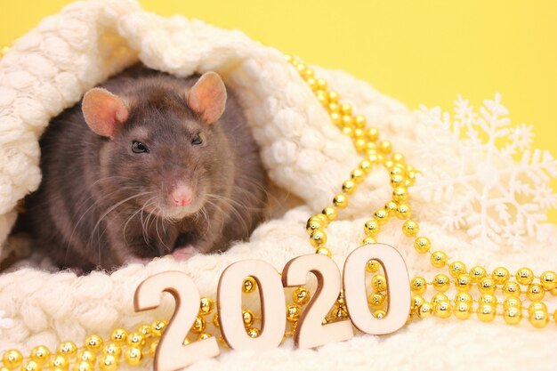 Photo le rat est un symbole de la nouvelle année 2020.