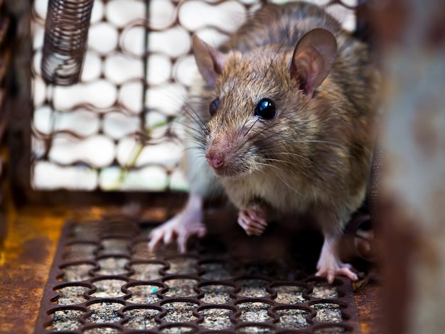 Le rat était dans une cage attraper un rat, le rat a contagion la maladie à l'homme comme la peste