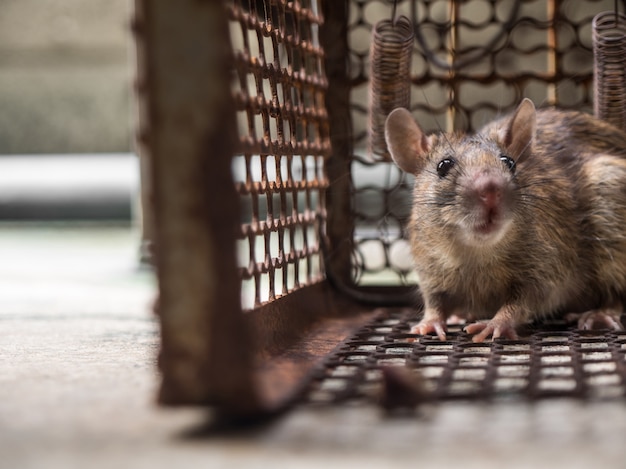 Photo le rat était dans une cage en train d'attraper un rat. le rat a la contagion de la maladie à l'homme