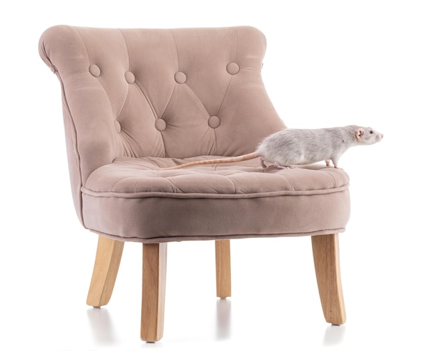 Rat femelle mignon sur un fauteuil