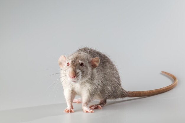 Photo rat à fourrure grise rodent isolé sur un fond gris portrait d'animal à couper et à écrire