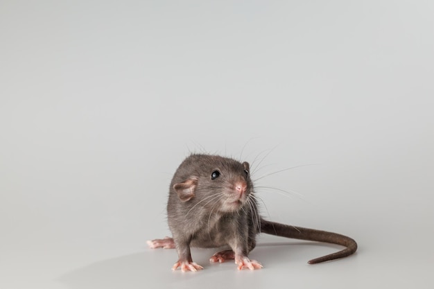 Rat à fourrure noire Rodent isolé sur un fond gris Portrait d'animal à couper et à écrire